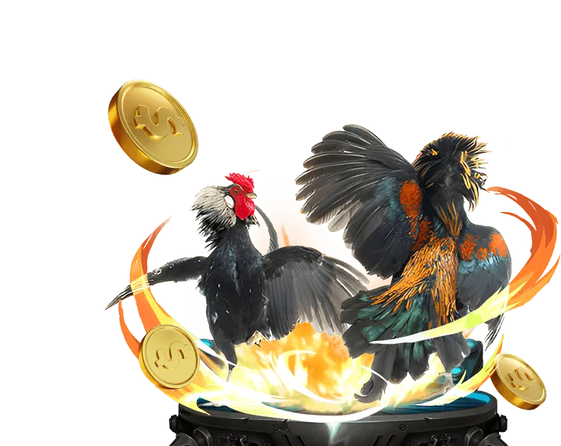 Các giống gà chiến nổi tiếng tại Thomo